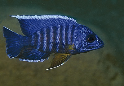Aulonocara stuartgranti 'Chitimba Bay (Deep)'